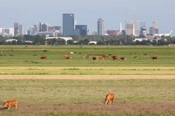 Meadow with cows. The skyline of Rotterdam is visible in the background.  Visible are among others The Delftse Poort building, Manhattan hotel.