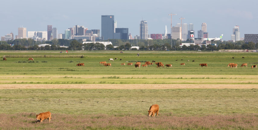Meadow with cows. The skyline of Rotterdam is visible in the background.  Visible are among others The Delftse Poort building, Manhattan hotel.