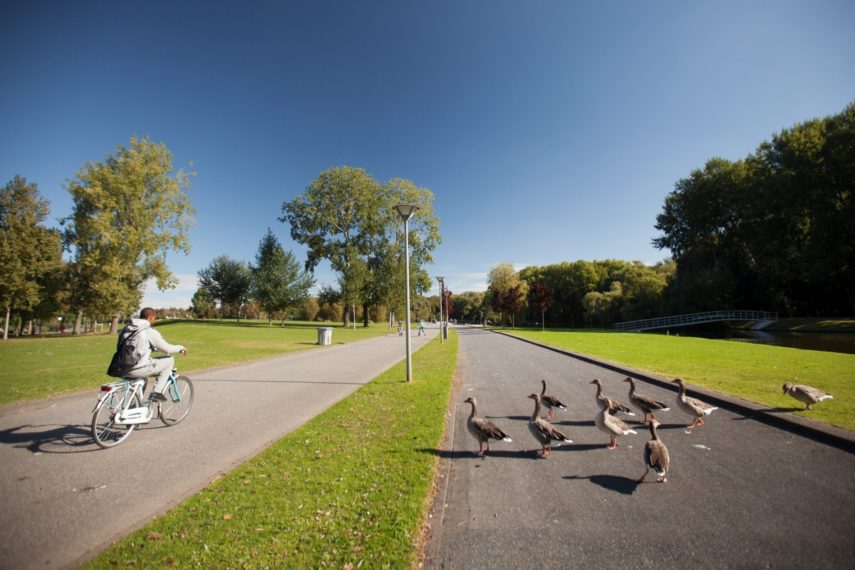 A biker (cyclist) in the Zuiderpark. Some geese are visible.
