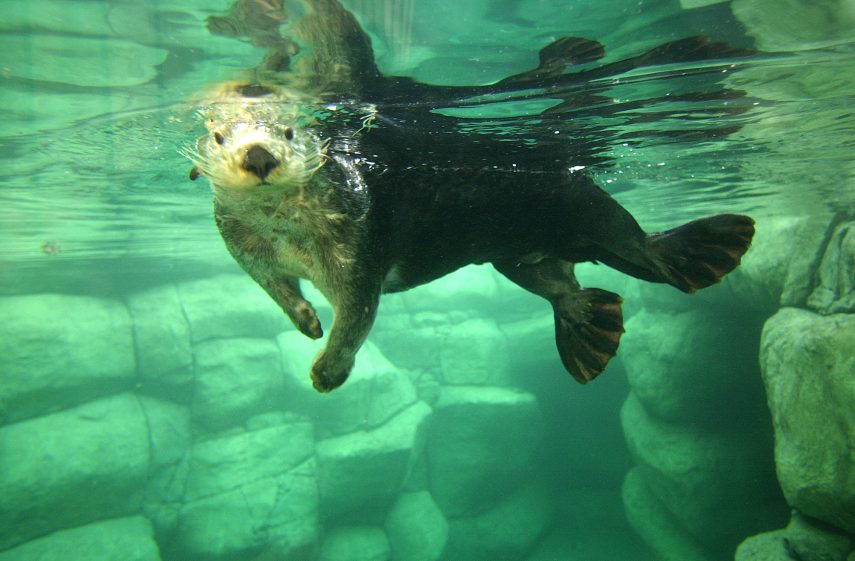 A seaotter at Rotterdam Zoo