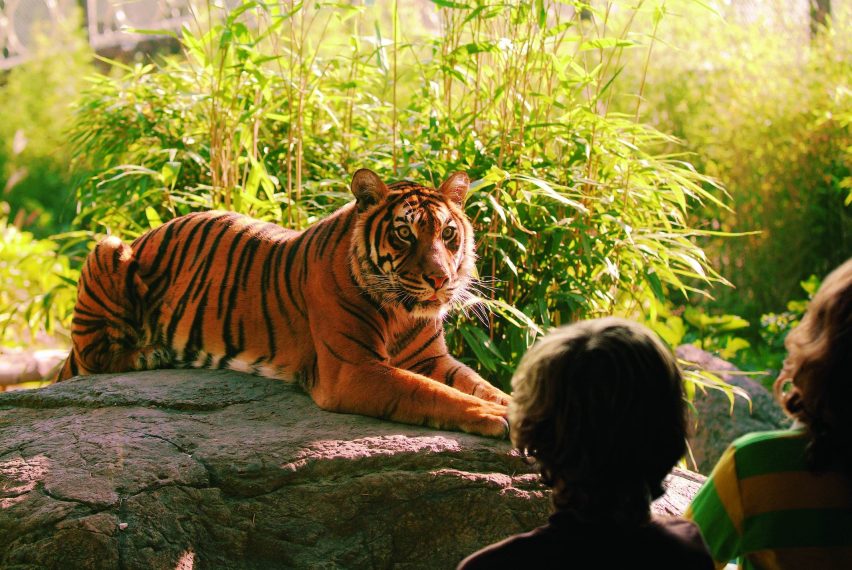 Tiger at the Rotterdam Zoo,,