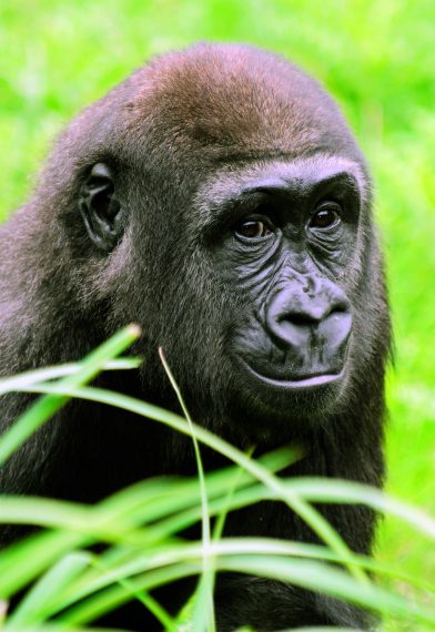 Rotterdam Zoo