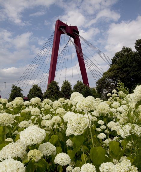 The Willemsbrug