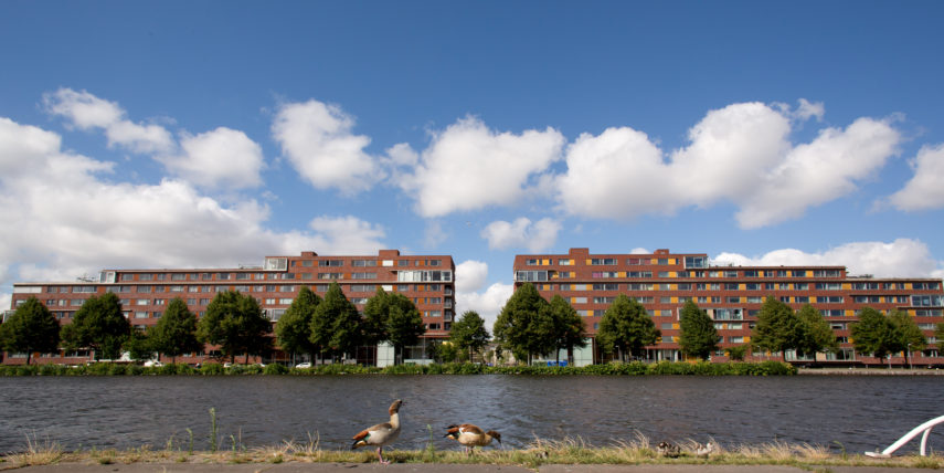 Ganzen voor het water met uitzicht op de wijk Spangen in Rotterdam West.