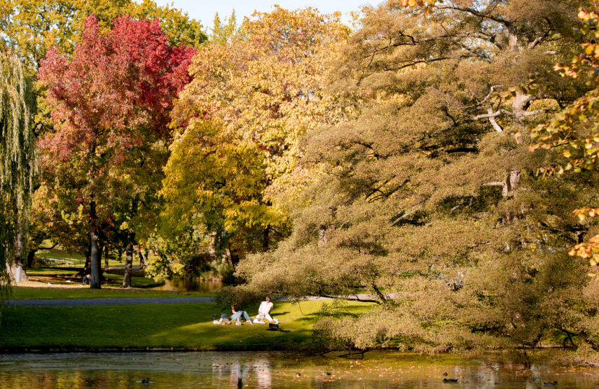 Autumn in Het Park.