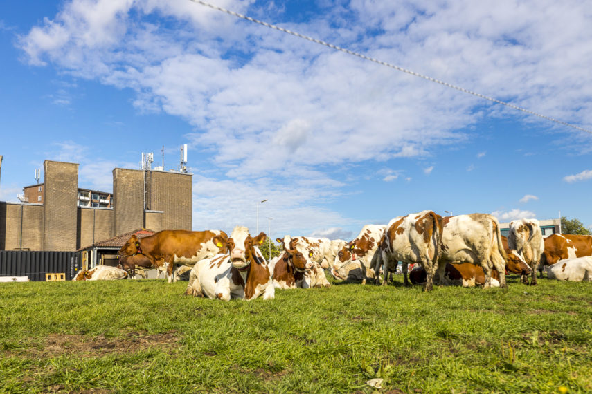 Cows on the grass at the Floating Farm.