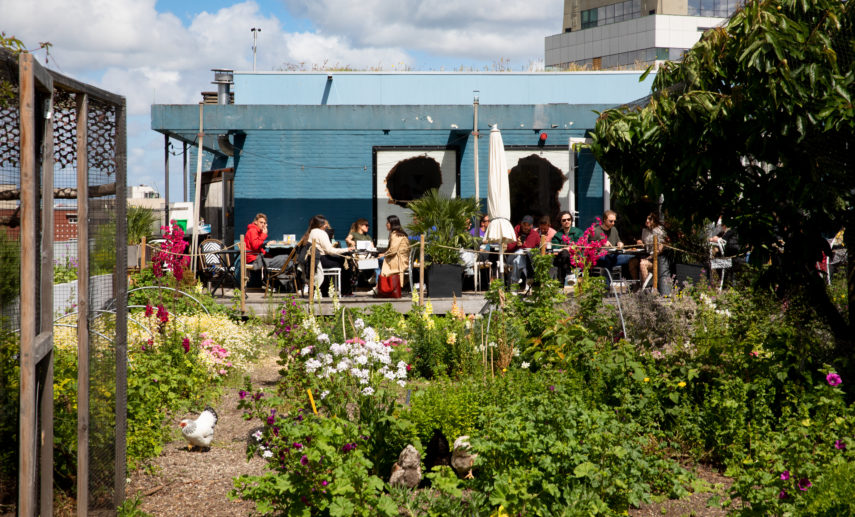 The DakAkker is a rooftop farm of 1,000 m2 on the Schieblock in Rotterdam city centre, with a café that