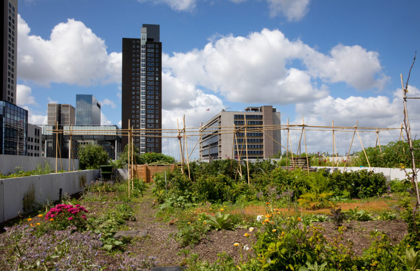 The DakAkker is a rooftop farm of 1,000 m2 on the Schieblock in Rotterdam city centre, with a café that