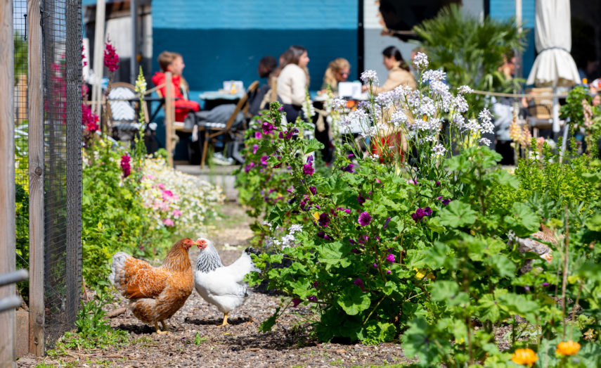 The DakAkker is a rooftop farm of 1,000 m2 on the Schieblock in Rotterdam city centre, with a café that