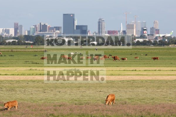 Weiland met koeien, met daarachter de skyline van Rotterdam. Zichtbaar zijn o.a. WTC Rotterdam, de Delftse Poort en het Manhattan hotel.