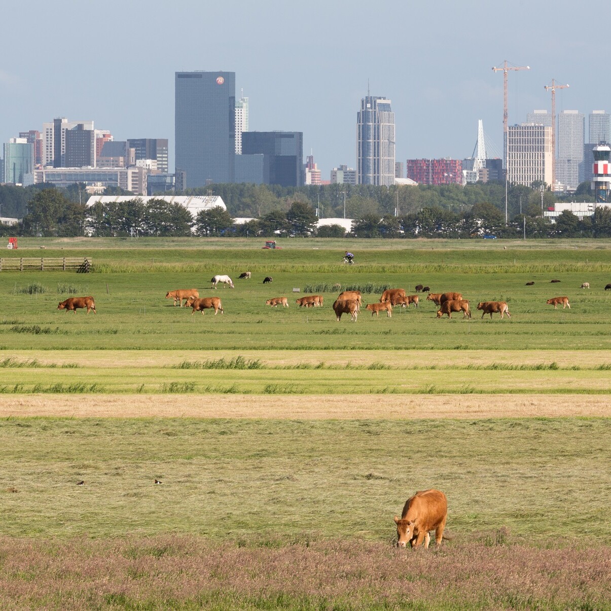rotterdam the hague airport vliegtuig ossip van duivenbode