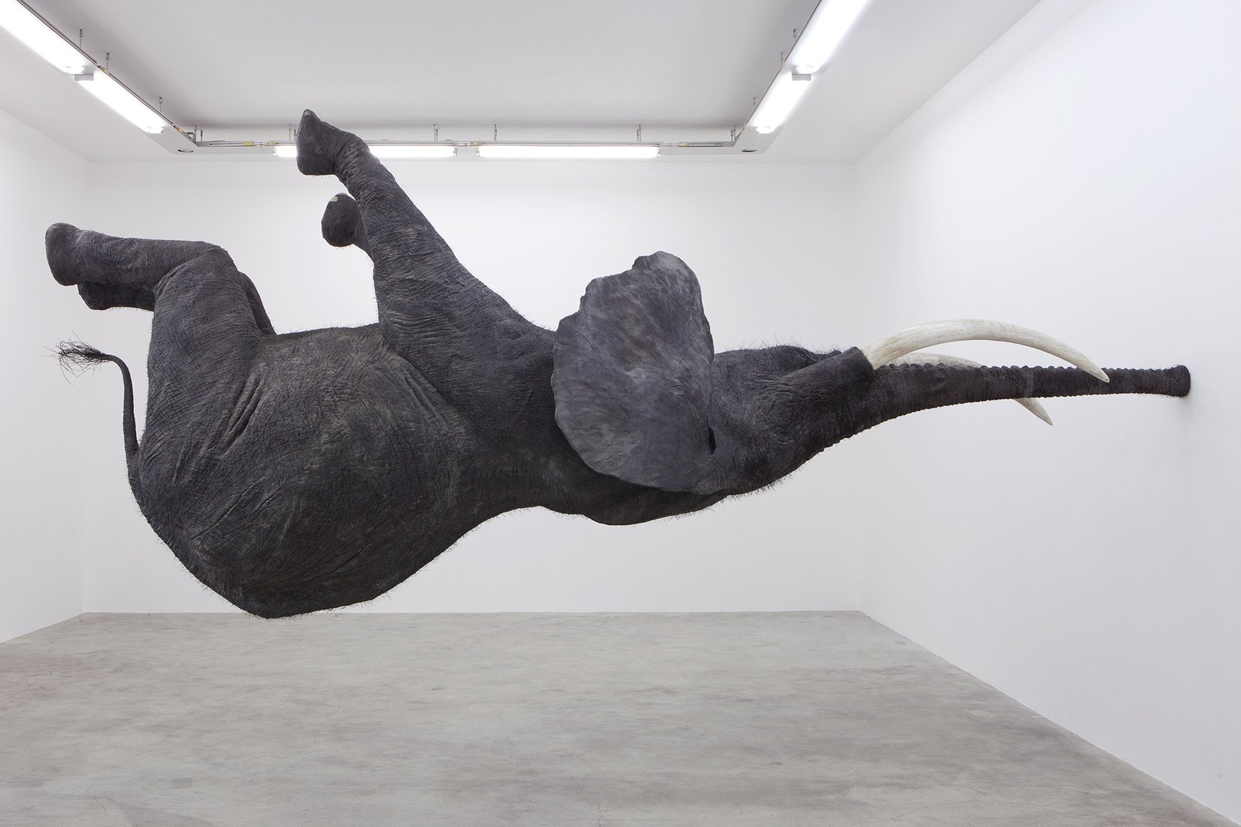 Een olifant hangt horizontaal aan de muur in een witte tentoonstellingsruimte.